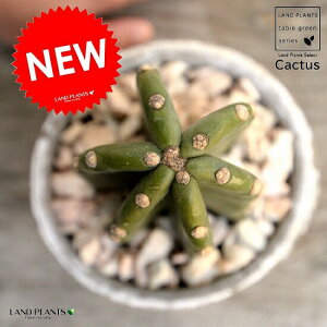 T{eiT{eF1{j F AeB[NzCg X|bg V_[^ 픫iVRӐ΁j T{e A ȂT{e JN^XA  f eRb^  z