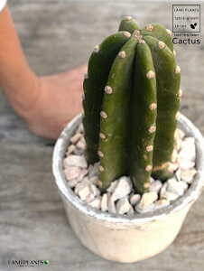 T{eiT{eF1{j F AeB[NzCg X|bg V_[^ 픫iVRӐ΁j T{e A ȂT{e JN^XA  f eRb^  z