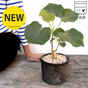 tBJXEyeBIX F X|bg V_[^ 픫iVRӐ΁j ԃE ԃEx[^ tBJXyeBIX A  f eRb^  ubN  ی` ϗtA 