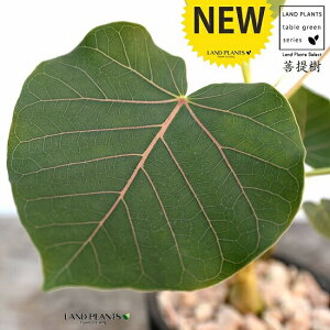 tBJXiyeBIXj F X|bg V_[^ 픫iVRӐ΁j ԃE ԃEx[^ tBJXyeBIX A  f eRb^  uE  ی` ϗtA