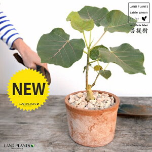 tBJXiyeBIXj F X|bg V_[^ 픫iVRӐ΁j ԃE ԃEx[^ tBJXyeBIX A  f eRb^  uE  ی` ϗtA