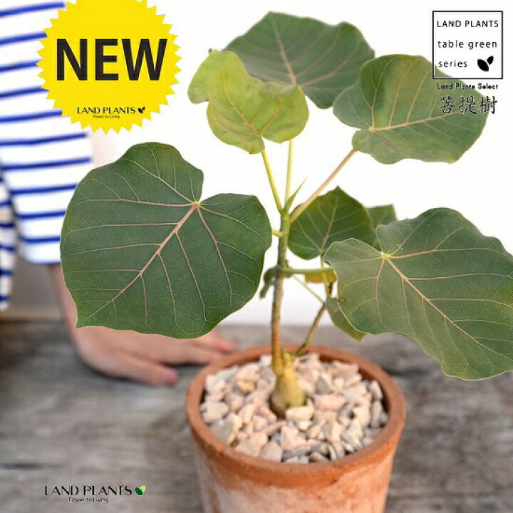 楽天市場 フィカス ペティオラリス 茶色 モスポット シリンダー型 陶器鉢 天然砕石 赤ウンべ 赤ウンベラータ フィカスペティオラリス 鉢植え 鉢 素焼 テラコッタ 茶 ブラウン 丸 丸形 観葉植物 植物 送料無料 育て方カード ランドプランツ