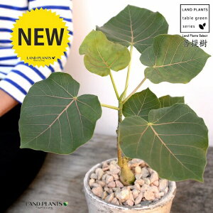 tBJXiyeBIXj F X|bg V_[^ 픫iVRӐ΁j ԃE ԃEx[^ tBJXyeBIX A  f eRb^  zCg  ی` ϗtA