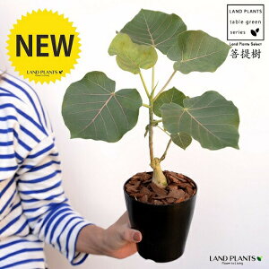 yz tBJXiyeBIXj4 F vX`bNio[N`bvj ԃE ԃEx[^ tBJXyeBIX v c c  ubN  4 12cm ϗtA A