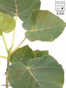 yz tBJXiyeBIXj4 F vX`bNio[N`bvj ԃE ԃEx[^ tBJXyeBIX v c c  zCg  4 12cm ϗtA A