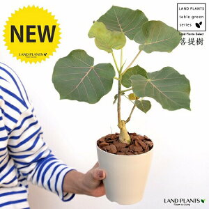 yz tBJXiyeBIXj4 F vX`bNio[N`bvj ԃE ԃEx[^ tBJXyeBIX v c c  zCg  4 12cm ϗtA A