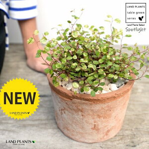 観葉植物 グランドカバーの人気商品 通販 価格比較 価格 Com