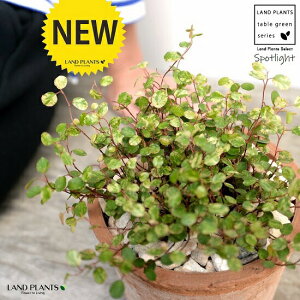 C[vciFX|bgCgj F X|bg V_[^ 픫iVRӐ΁j C[ OhJo[ 鐫A A  f eRb^  uE  ی` ϗt