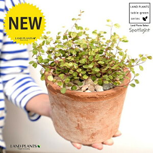 C[vciFX|bgCgj F X|bg V_[^ 픫iVRӐ΁j C[ OhJo[ 鐫A A  f eRb^  uE  ی` ϗt