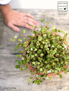 C[vciFX|bgCgj F X|bg V_[^ 픫iVRӐ΁j C[ OhJo[ 鐫A A  f eRb^  uE  ی` ϗt