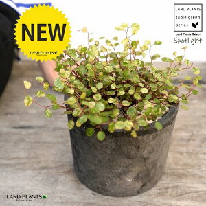 C[vciFX|bgCgj F X|bg V_[^ 픫iVRӐ΁j C[ OhJo[ 鐫A A  f eRb^  tbN  ی` 