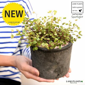 C[vciFX|bgCgj F X|bg V_[^ 픫iVRӐ΁j C[ OhJo[ 鐫A A  f eRb^  tbN  ی` 