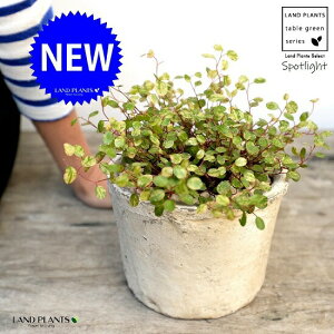 C[vciFX|bgCgj F AeB[NzCg X|bg V_[^ 픫iVRӐ΁j C[ OhJo[ 鐫A A  f eRb^ 