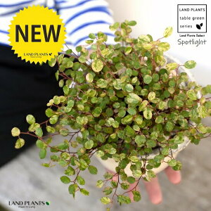 C[vciFX|bgCgj F AeB[NzCg X|bg V_[^ 픫iVRӐ΁j C[ OhJo[ 鐫A A  f eRb^ 