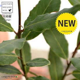 楽天市場 月桂樹 ローリエ 観葉植物 花 観葉植物 花 ガーデン Diyの通販