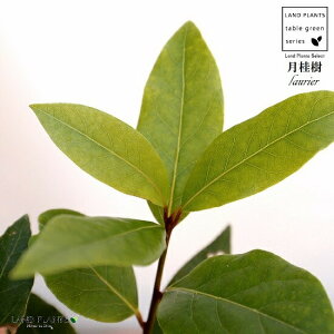 月桂樹 観葉植物の人気商品 通販 価格比較 価格 Com 月桂樹 観葉植物の人気商品 通販 価格比較 価格 Com