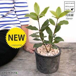 テラコッタ 鉢植えの人気商品 通販 価格比較 価格 Com