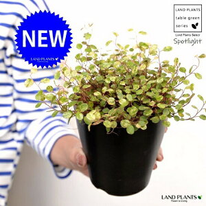 yz C[vcij4 F vX`bNiRRV@ہj X|bgCg oGK[^ OhJo[ v c c  ubN  ϗtA A