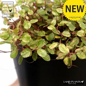 yz C[vcij4 F vX`bNiRRV@ہj X|bgCg oGK[^ OhJo[ v c c  ubN  ϗtA A