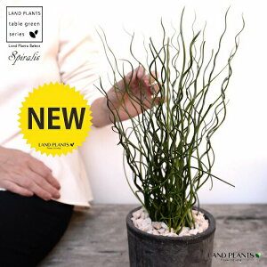 ZCiZC\Ej F X|bg V_[^ 픫iVRӐ΁j ZC a C COT A  f eRb^  ubN  ی` ϗtA A 