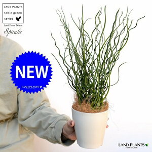 yz ZCiaj 4 F vX`bNiRRV@ہj C ZC\E ZC v c c  zCg  ϗtA A