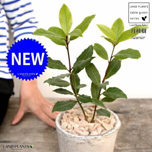 [GijFQbPCWj F X|bg V_[^ 픫iVRӐ΁j G [  A  f eRb^  zCg  ی`  ĕJ[h