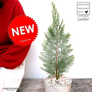 クリスマスツリー 鉢植えの人気商品 通販 価格比較 価格 Com クリスマスツリー 鉢植えの人気商品 通販 価格比較 価格 Com