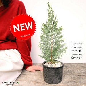 コニファー(アルミゴールド) 黒色 モスポット シリンダー型 陶器鉢(天然砕石) ヒノキ クリスマスツリー クリスマス コニファ 針葉樹 鉢植え 鉢 素焼 テラコッタ 黒 ブラック 丸 丸形 観