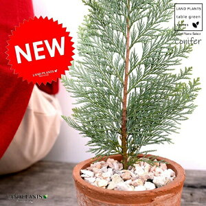 コニファー(アルミゴールド) モスポット シリンダー型 ブラウン 陶器鉢(天然砕石) ブルーバード ヒノキ クリスマスツリー シンボルツリー 針葉樹 鉢植え 鉢 素焼 テラコッタ 茶 茶色 丸