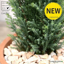 楽天市場 クリスマスツリー 観葉植物 花 観葉植物 花 ガーデン Diyの通販