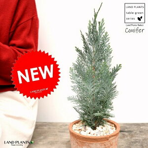 コルムナリス(コニファー) 茶色 モスポット シリンダー型 陶器鉢(天然砕石) コルムナリスグラウカ ヒノキ クリスマスツリー シンボルツリー 針葉樹 鉢植え 鉢 素焼 テラコッタ 茶 ブラ