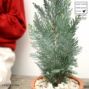 コニファー(コルムナリス) 茶色 モスポット シリンダー型 陶器鉢(天然砕石) コルムナリスグラウカ ヒノキ クリスマスツリー シンボルツリー 針葉樹 鉢植え 鉢 素焼 テラコッタ 茶 ブラ