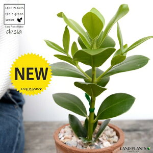 �N���V�A ���F ���X�|�b�g �V�����_�[�^ ���픫�i�V�R�Ӑ΁j �N���V�A �N���V�A���[�A �N���[�V�A ���A�� �� �f�� �e���R�b�^ �� �u���E�� �� �ی` �ϗt�A�� �A�� ��������