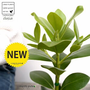 NVA [A F X|bg V_[^ 픫iVRӐ΁j NVA[A TC̖ A  f eRb^  zCg  ی` ϗtA A 