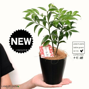 yziM̖ vX`bN 4 FiRRt@Co[j  iM iMmL  FOR _  A c c v 4 12cm ϗtA A   Ȃ  ubN