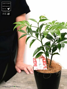 yziMi̖؁j 4 vX`bN ubNiRRt@Co[j  iM iMmL  FOR _  A c c v 4 12cm ϗtA A   Ȃ  F