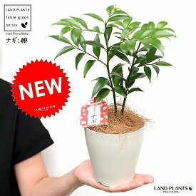 楽天市場 植物 ナギの通販