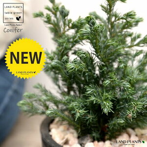 ガーデニング ルーバー 観葉植物の人気商品 通販 価格比較 価格 Com ガーデニング ルーバー 観葉植物の人気商品 通販 価格比較 価格 Com
