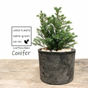 ガーデニング ルーバー 観葉植物の人気商品 通販 価格比較 価格 Com