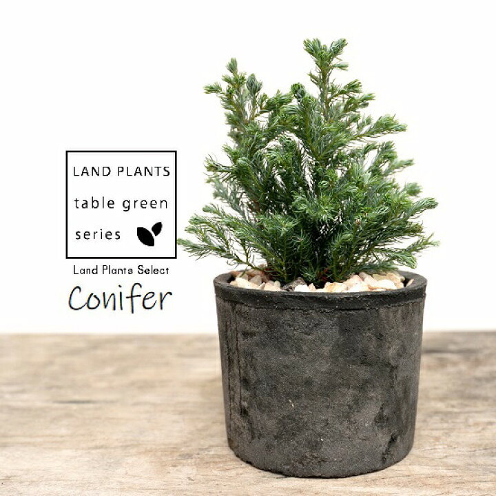 楽天市場 ボールバード コニファー モスポット シリンダー型 陶器鉢 黒色 天然砕石 ブルーバード ヒノキ クリスマスツリー シンボルツリー コニファ 針葉樹 鉢植え 鉢 素焼 テラコッタ 黒 ブラック 丸 丸形 観葉植物 植物 送料無料 ランドプランツ 楽天市場 ボールバード コニファー モスポット シリンダー型 陶器鉢 黒色 天然砕石 ブルーバード ヒノキ クリスマスツリー シンボルツリー コニファ 針葉樹 鉢植え 鉢 素焼 テラコッタ 黒 ブラック 丸 丸形 観葉植物 植物 送料無料 ランドプランツ