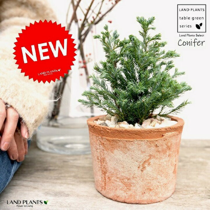 楽天市場 コニファー ボールバード 茶色 モスポット シリンダー型 陶器鉢 天然砕石 ブルーバード ヒノキ クリスマスツリー シンボルツリー 針葉樹 鉢植え 鉢 素焼 テラコッタ 茶 ブラウン 丸 丸形 観葉植物 植物 送料無料 ランドプランツ 楽天市場 コニファー ボールバード 茶色 モスポット シリンダー型 陶器鉢 天然砕石 ブルーバード ヒノキ クリスマスツリー シンボルツリー 針葉樹 鉢植え 鉢 素焼 テラコッタ 茶 ブラウン 丸 丸形 観葉植物 植物 送料無料 ランドプランツ