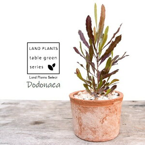 ygtz hhiGA vvA F X|bg V_[^ 픫iVRӐ΁j I[XgAvc I[W[vc jt A  f eRb^  uE  ی` 