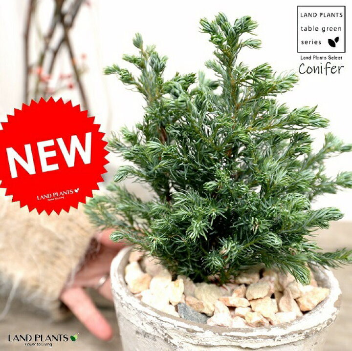 楽天市場 ボールバード コニファー 白色 モスポット シリンダー型 陶器鉢 天然砕石 ブルーバード ヒノキ クリスマスツリー シンボルツリー コニファ 針葉樹 鉢植え 鉢 素焼 テラコッタ 白 ホワイト 丸 丸形 観葉植物 植物 送料無料 ランドプランツ 楽天市場 ボールバード コニファー 白色 モスポット シリンダー型 陶器鉢 天然砕石 ブルーバード ヒノキ クリスマスツリー シンボルツリー コニファ 針葉樹 鉢植え 鉢 素焼 テラコッタ 白 ホワイト 丸 丸形 観葉植物 植物 送料無料 ランドプランツ