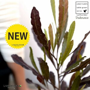 ygtz hhiGAvvA F X|bg V_[^ 픫iVRӐ΁jhhiGA I[XgAvc I[W[vc jt A  f eRb^  uE 