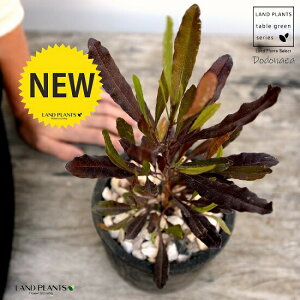 ygtz hhiGAEp[vA F X|bg V_[^ 픫iVRӐ΁jvvA I[XgAvc I[W[vc jt A  f eRb^  ubN 