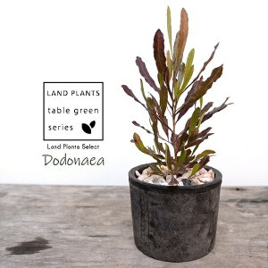 ygtz hhiGAip[vAj F X|bg V_[^ 픫iVRӐ΁jvvA I[XgAvc I[W[vc jt A  f eRb^  u