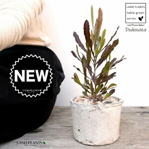 hhiGAivvAj F X|bg V_[^ 픫iVRӐ΁j I[XgAvc I[W[vc jt A  f eRb^  zCg  ی` ϗtA 