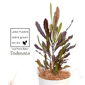 植木 盆栽 ドドナエアの人気商品 通販 価格比較 価格 Com 植木 盆栽 ドドナエアの人気商品 通販 価格比較 価格 Com