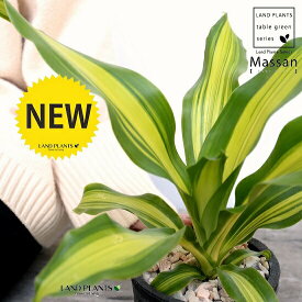 楽天市場 珍しい 観葉植物 種類 植物 ドラセナ 幸福の木 観葉植物 花 観葉植物 花 ガーデン Diyの通販