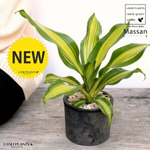 hZii}bTFȂj F X|bg V_[^ 픫iVRӐ΁j }bTQAi K̖ V}Zl{N hZi}bT A  f eRb^  ubN  